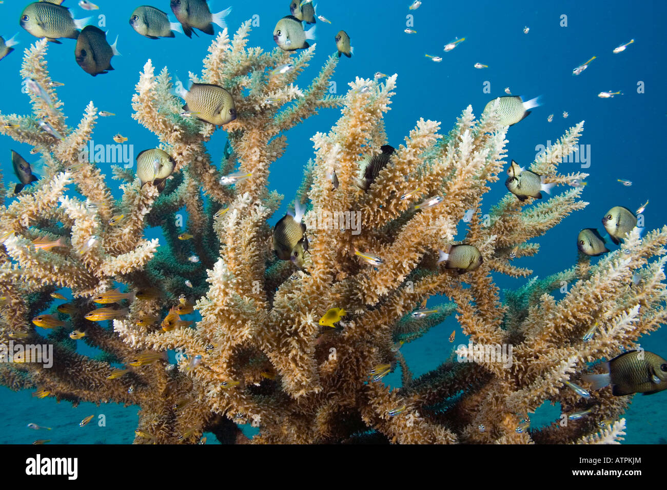 Diese empfindlicheren Steinkorallen Acropora Subglabra findet sich in Schutzgebieten mit klarem Wasser und einem weichen Substrat, Fidschi-Inseln. Stockfoto