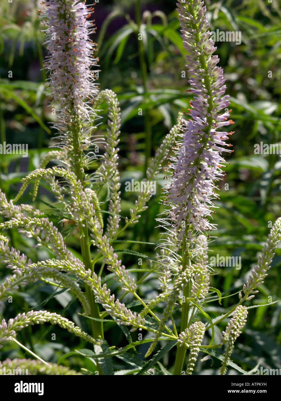 Schwarz (veronicastrum virginicum Root 'lavendelturm' syn. Veronica virginica lavendelturm'') Stockfoto
