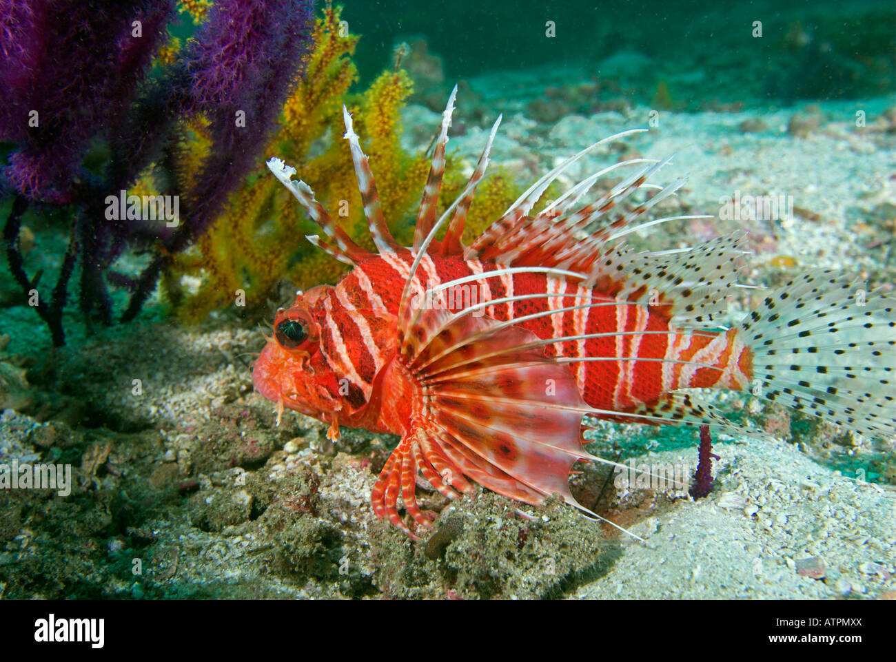 Turkeyfish oder Rotfeuerfisch Pterois Radiata mit weichen Korallen Unterwasser Daymaniyat Inseln Golf von Oman Stockfoto