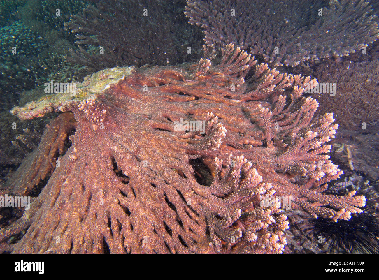 Beschädigte Tabelle Koralle Acropora Valenciennesii mit nach oben wachsenden Regeneration Daymaniyat Inseln Golf von Oman Stockfoto
