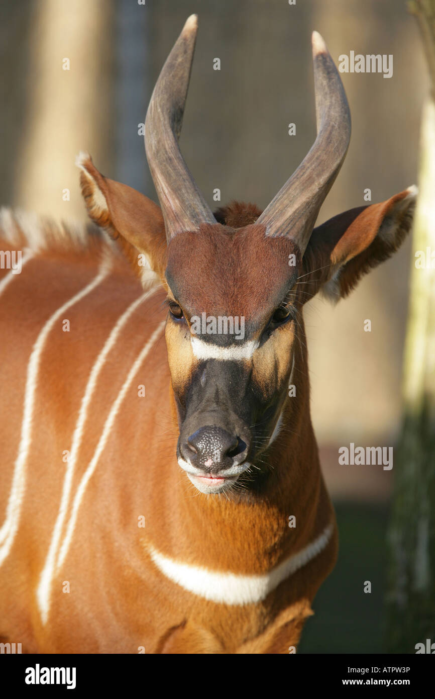 Bongo afrikanischen Antilope - Tragelaphus eurycerus Stockfoto