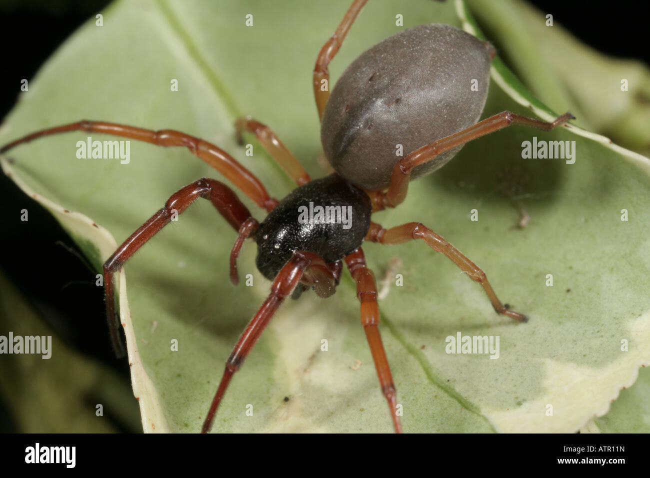 Ein Corinnid Sac Spider, Trachelas sp. Stockfoto