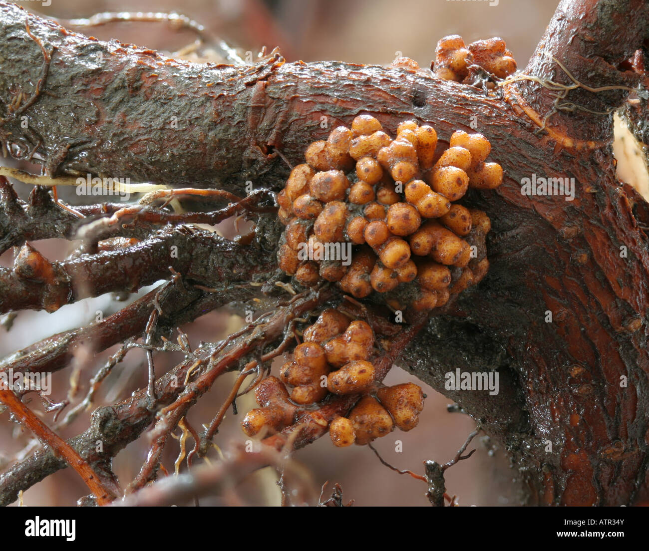 Nahaufnahme der Knötchen auf der Wurzel eines Baumes Erle. Stockfoto