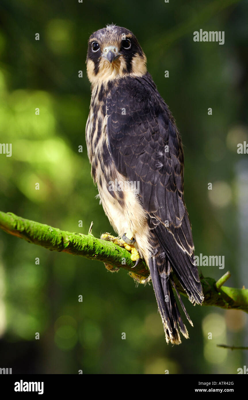 Hobby-Falcon Stockfoto