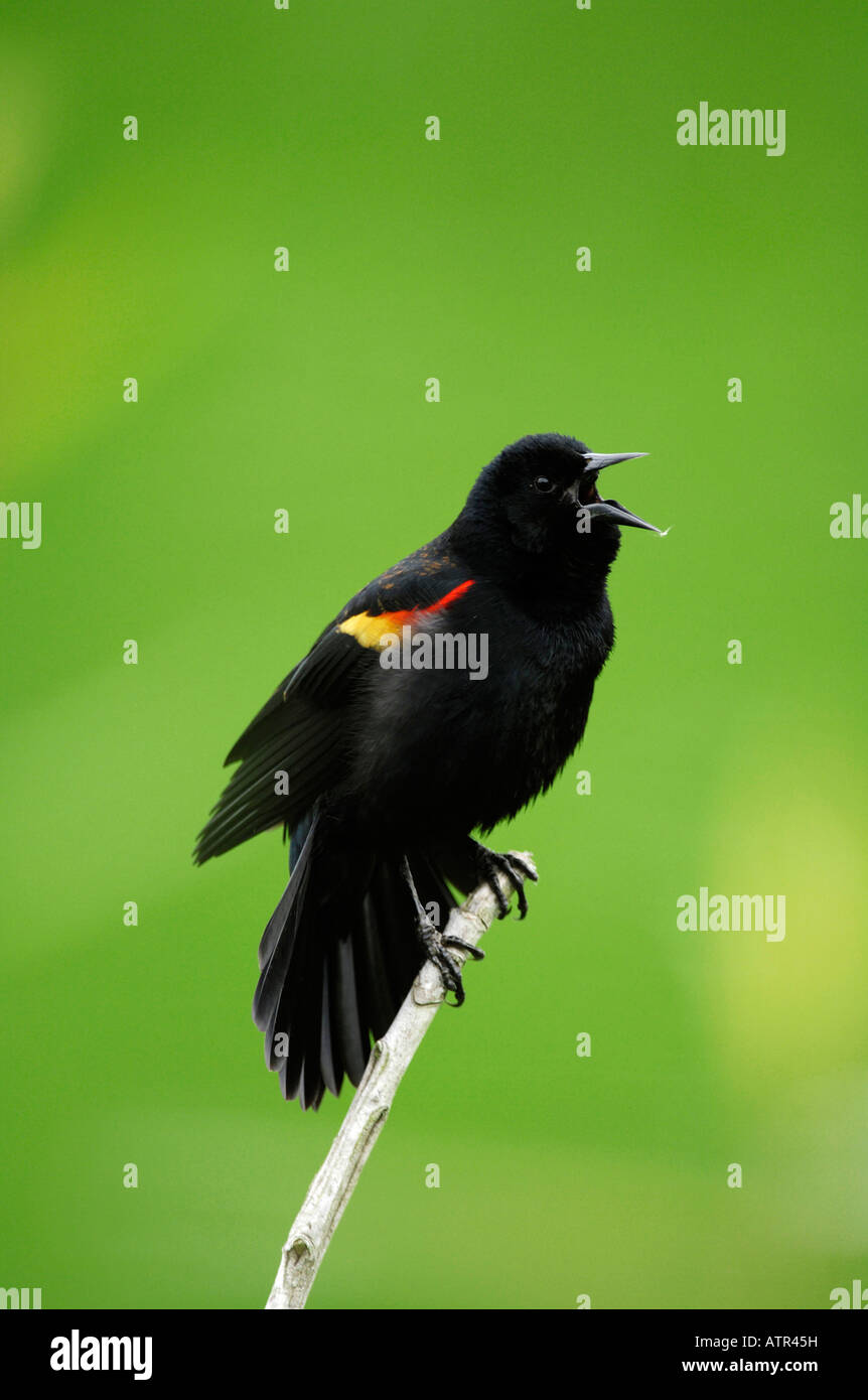 Rotschulterstärling Stockfoto