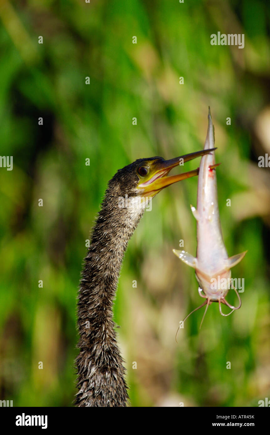 Amerikanische Darter Stockfoto