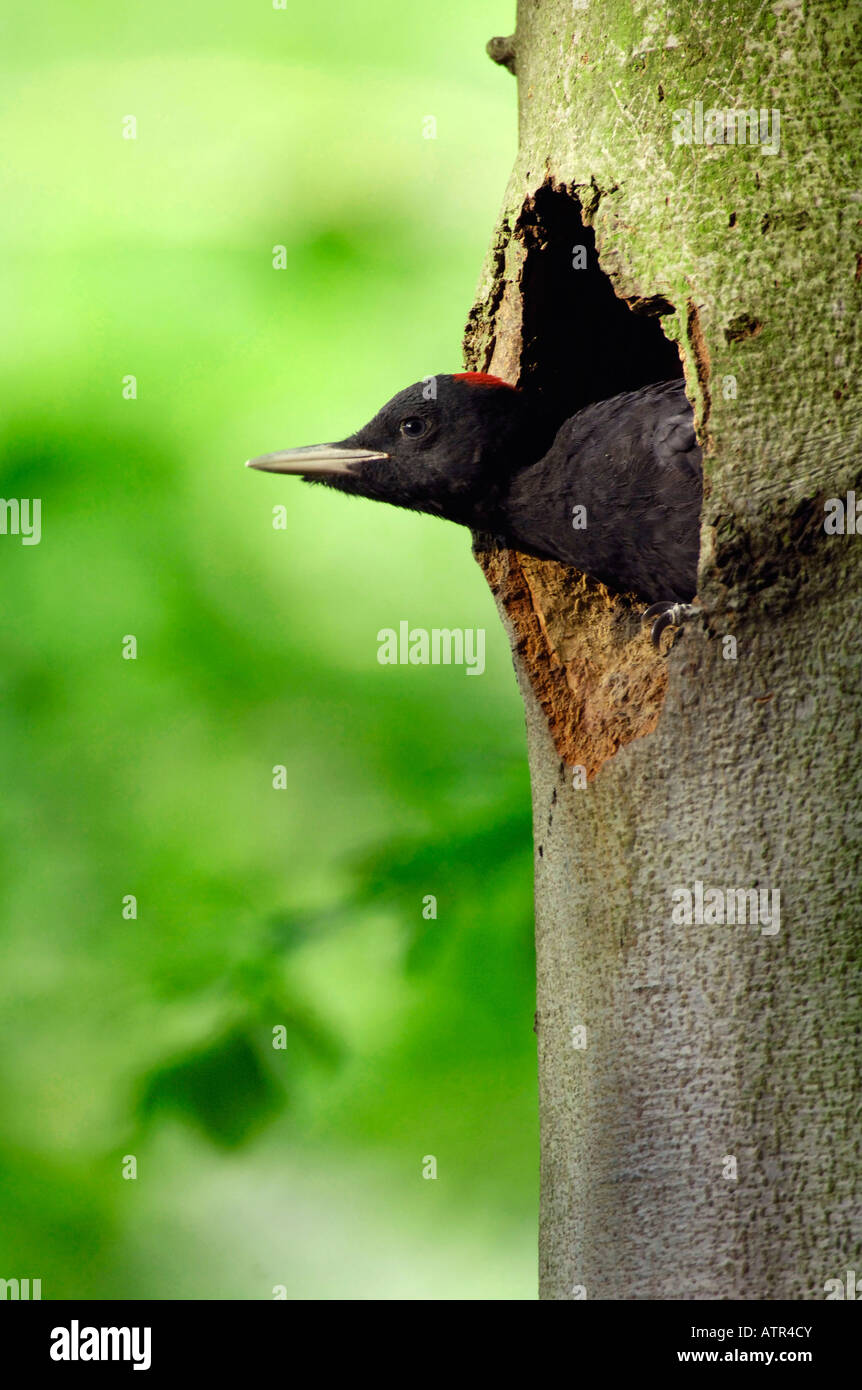 Schwarzspecht Stockfoto
