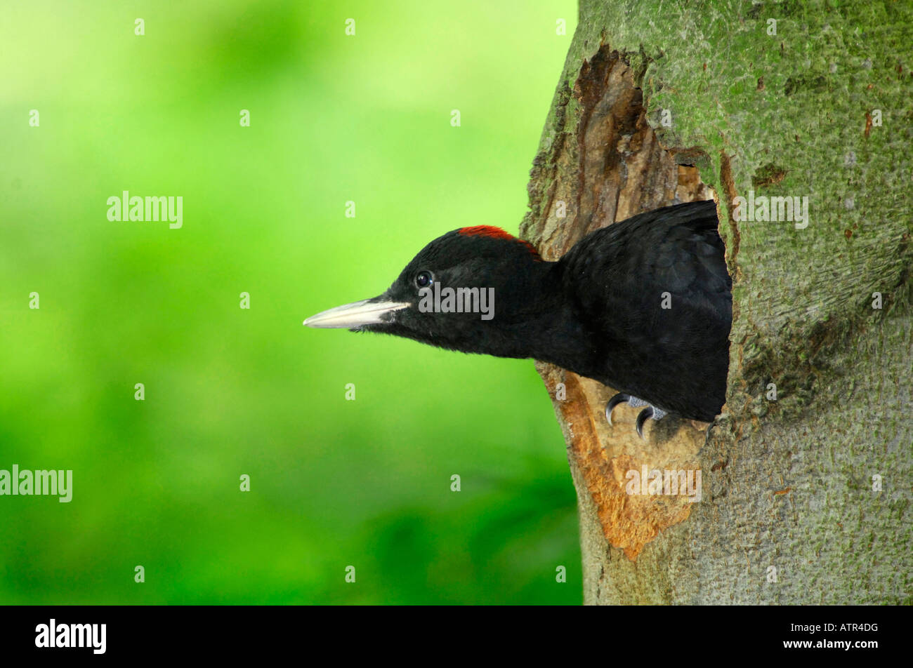 Schwarzspecht Stockfoto