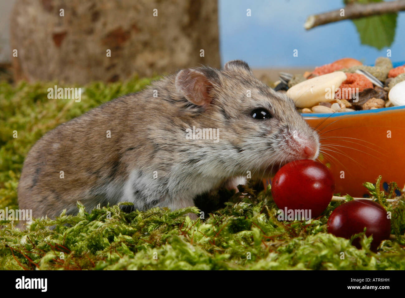 Chinesische Hamster Stockfoto