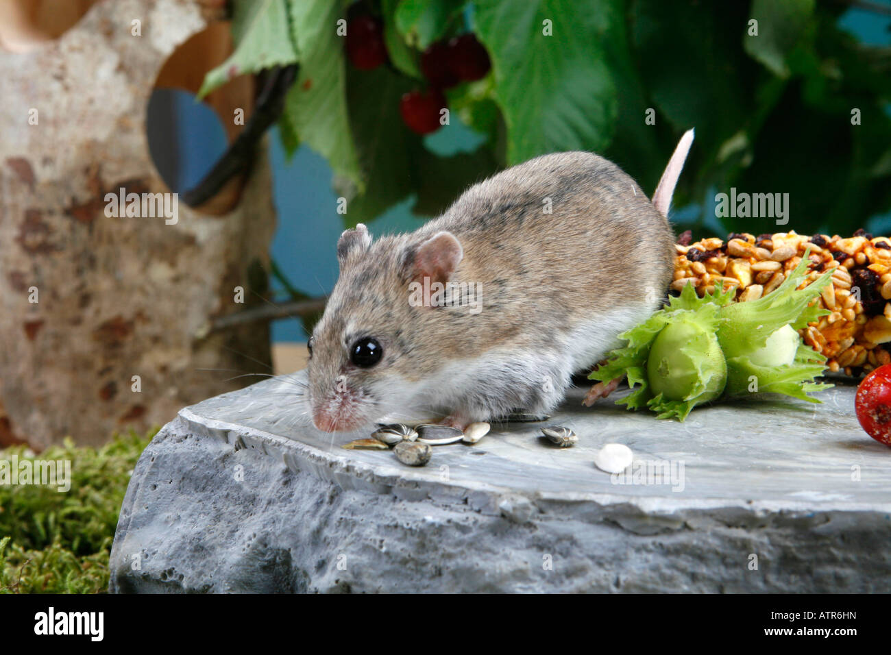 Chinesische Hamster Stockfoto