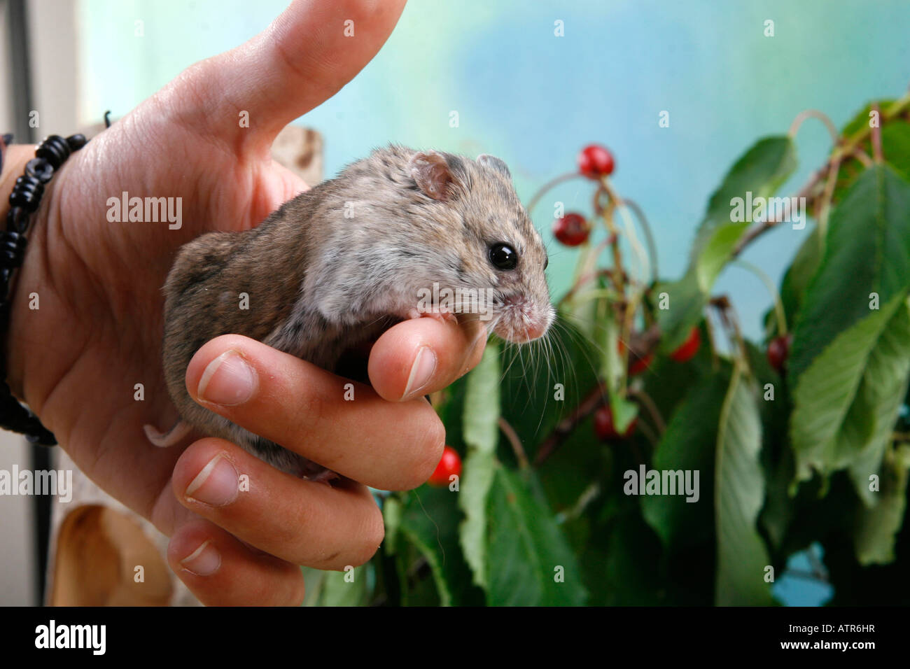 Chinesische Hamster Stockfoto