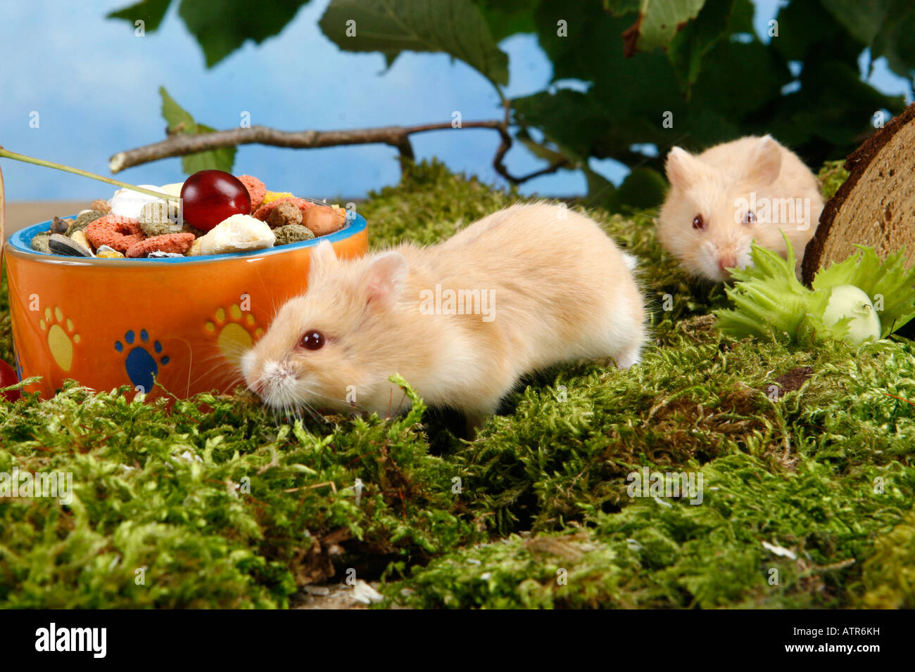 Campbells Zwerg Hamster Stockfoto