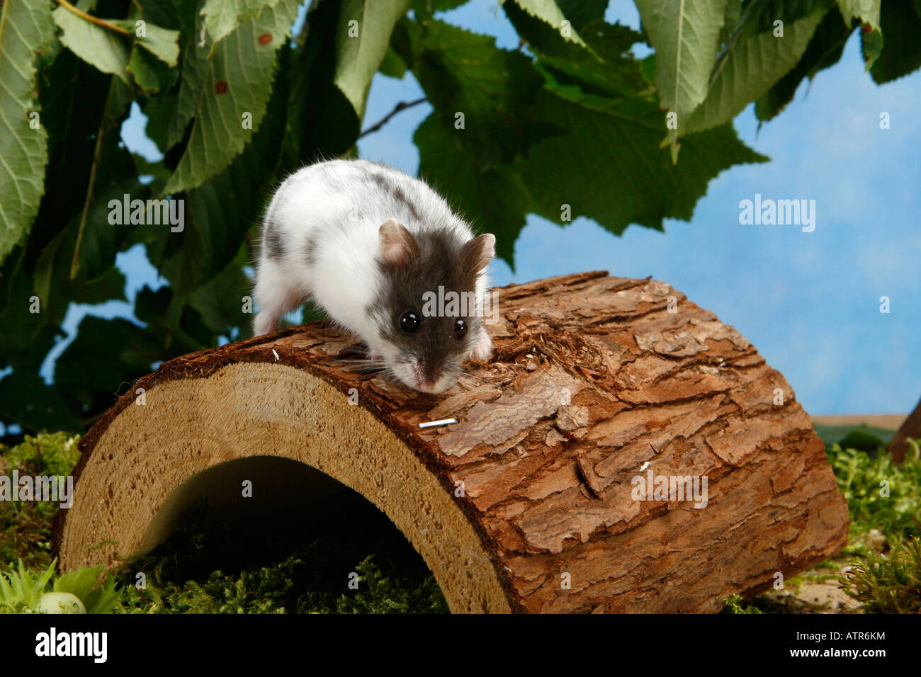 Campbells Zwerg Hamster Stockfoto