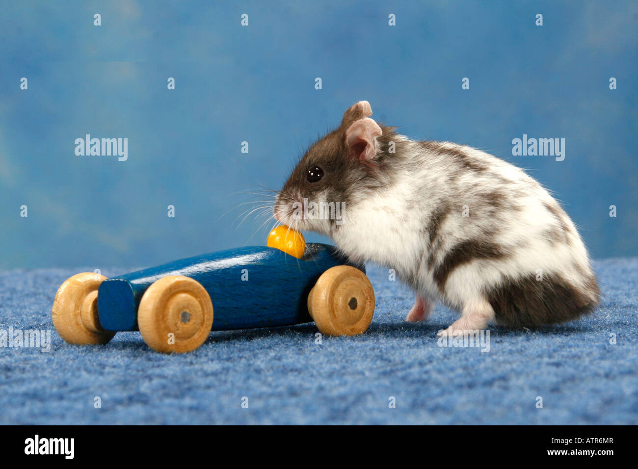 Campbells Zwerg Hamster Stockfoto