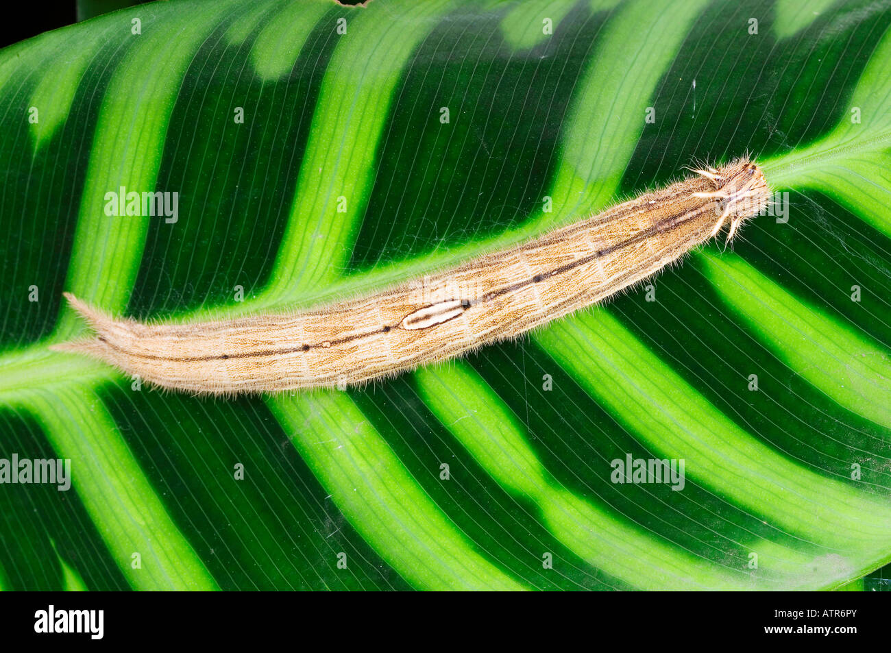 Gelb umrandeten Owl-Schmetterling Stockfoto