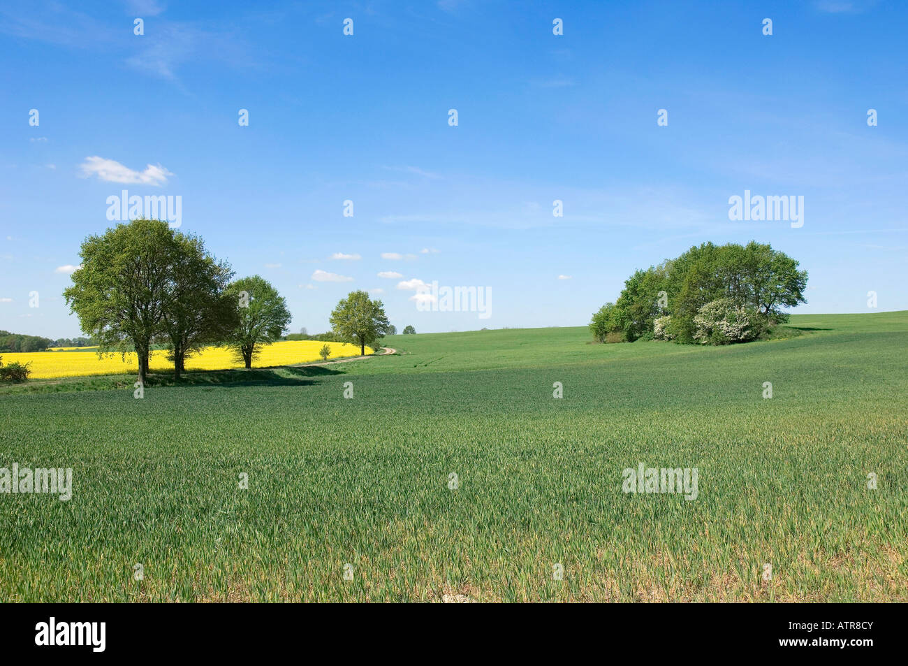 Bäume und Felder Stockfoto