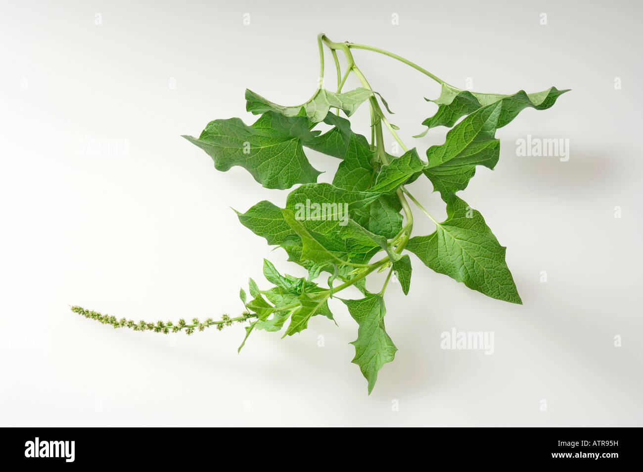 Guter Heinrich Stockfoto