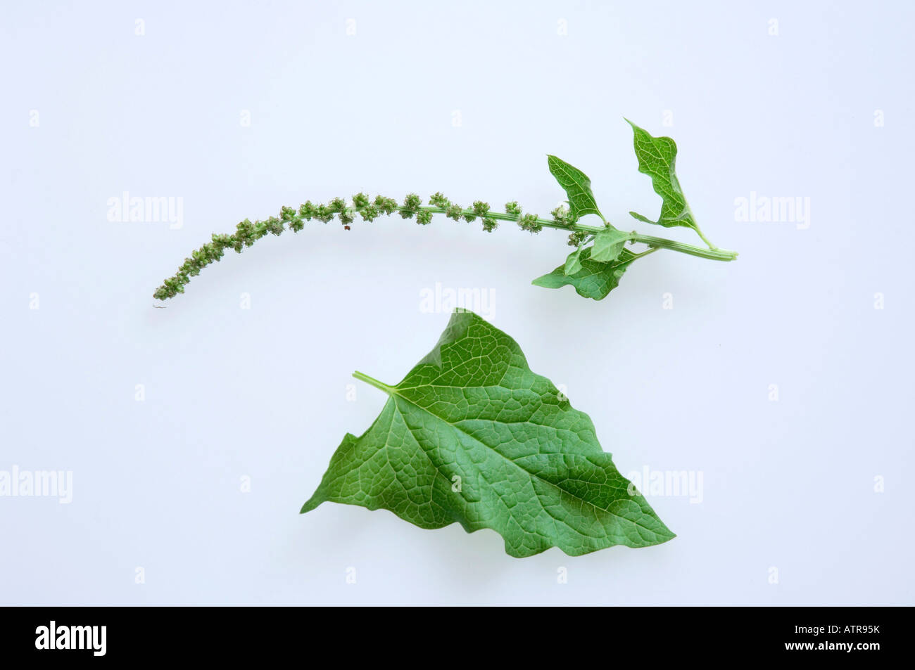 Guter Heinrich Stockfoto