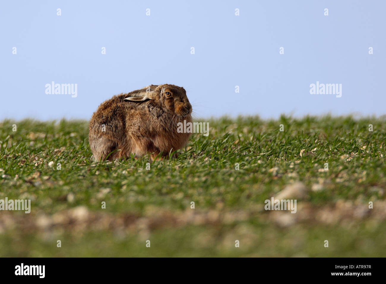 Feldhase Lepus Europaeus sitzen suchen alert Therfield Hertfordshire Stockfoto