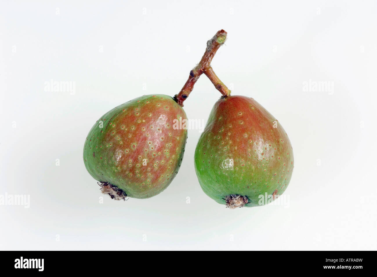 Speierling Stockfoto