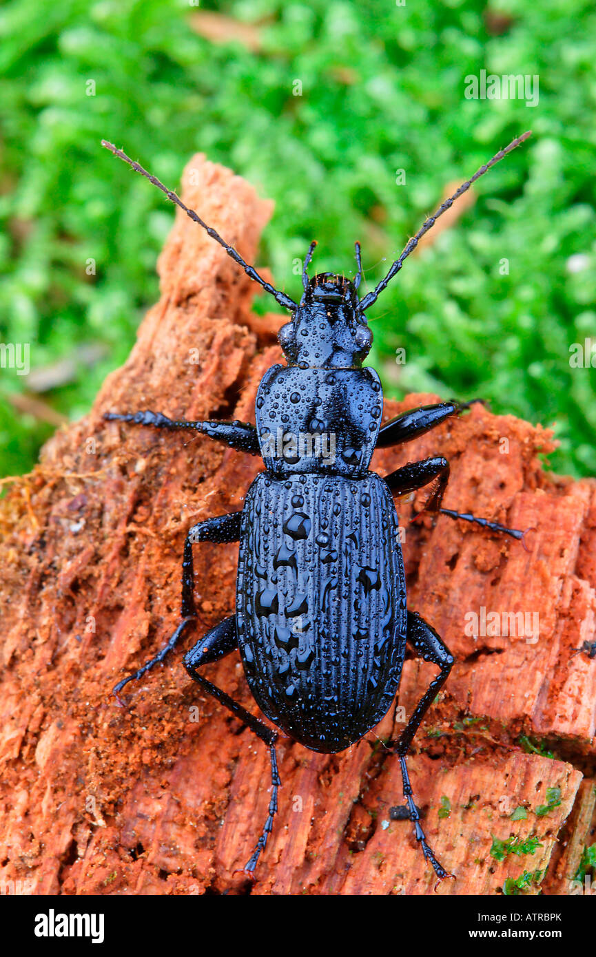Schwarze Käfer Stockfoto