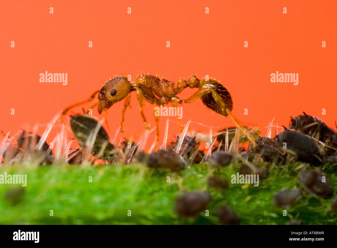 Kleine rote Waldameise / Blattlaus Stockfoto