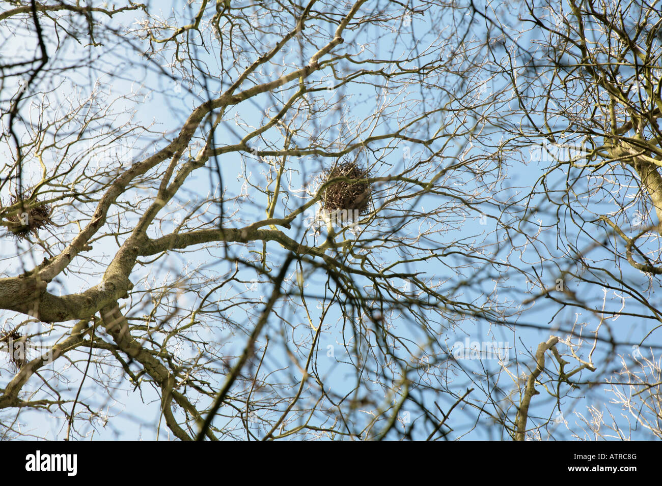 Saatkrähen brüten Stockfoto