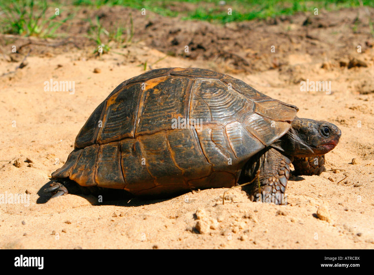 Sporn-thighed Tortoise Stockfoto