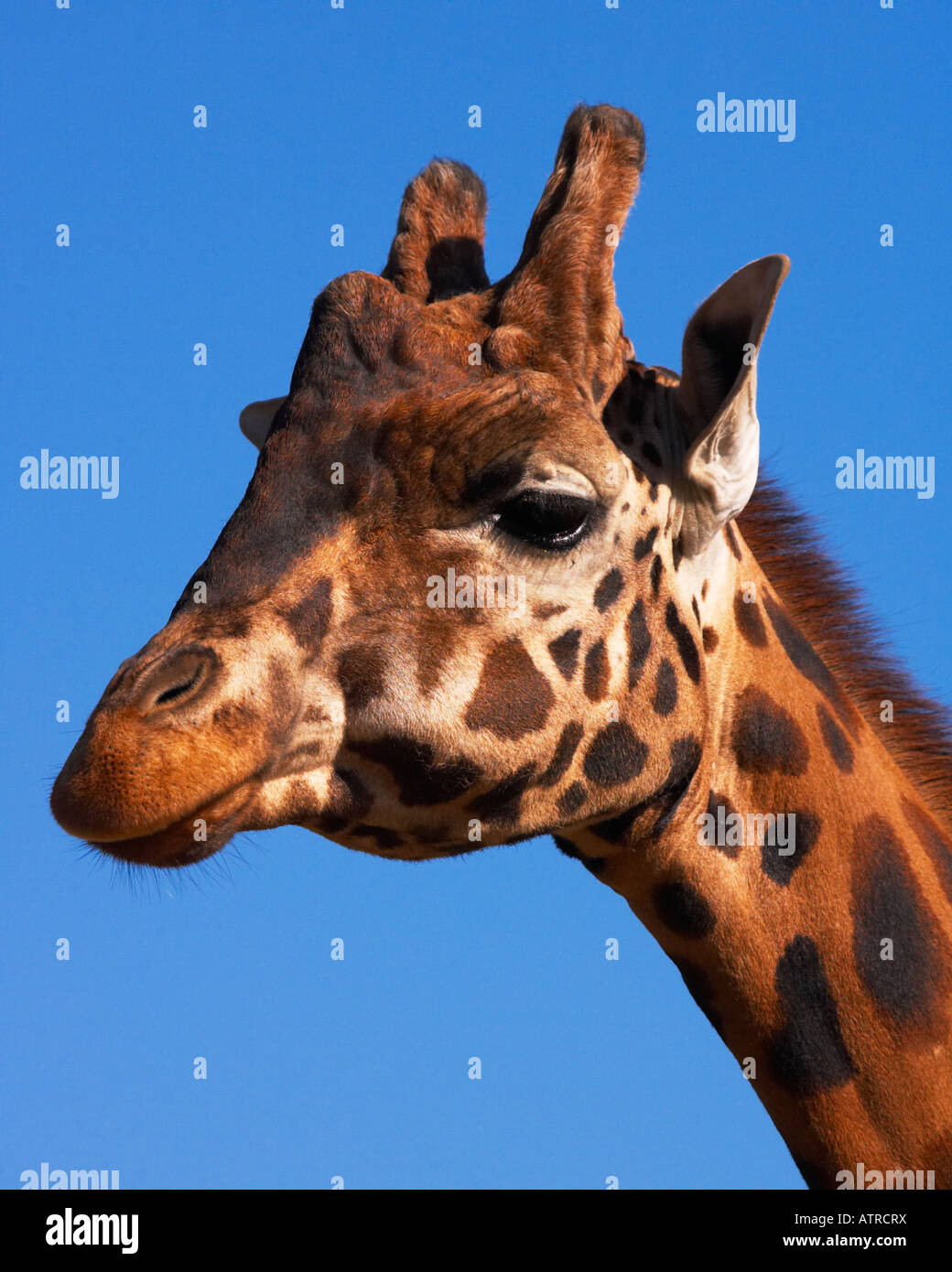 Giraffe-Porträt Stockfoto