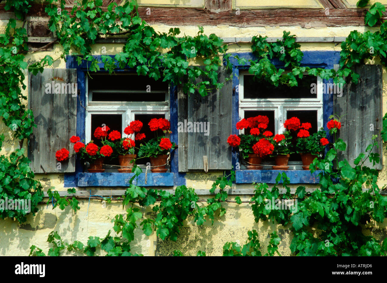 Fenster mit Blumen / Bad Windsheim Stockfoto