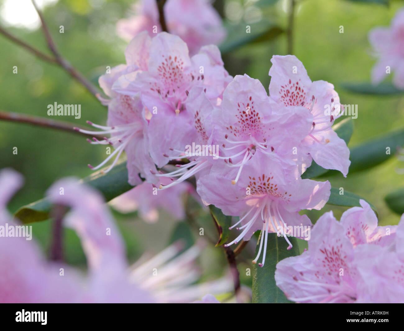 Carolina Rhododendron (Rhododendron minus) Stockfoto