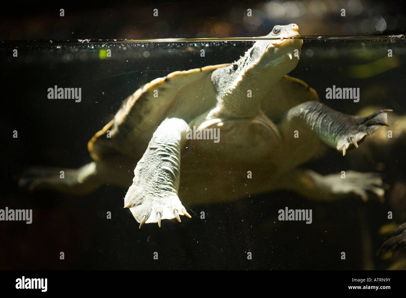 Gemeinsamen Schlange-Hals Schildkröte (Chelodina Longicollis), Australien Stockfoto