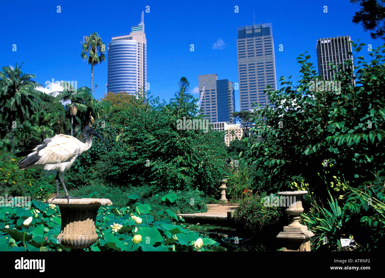 Royal Botanic Gardens in Sydney Stockfoto
