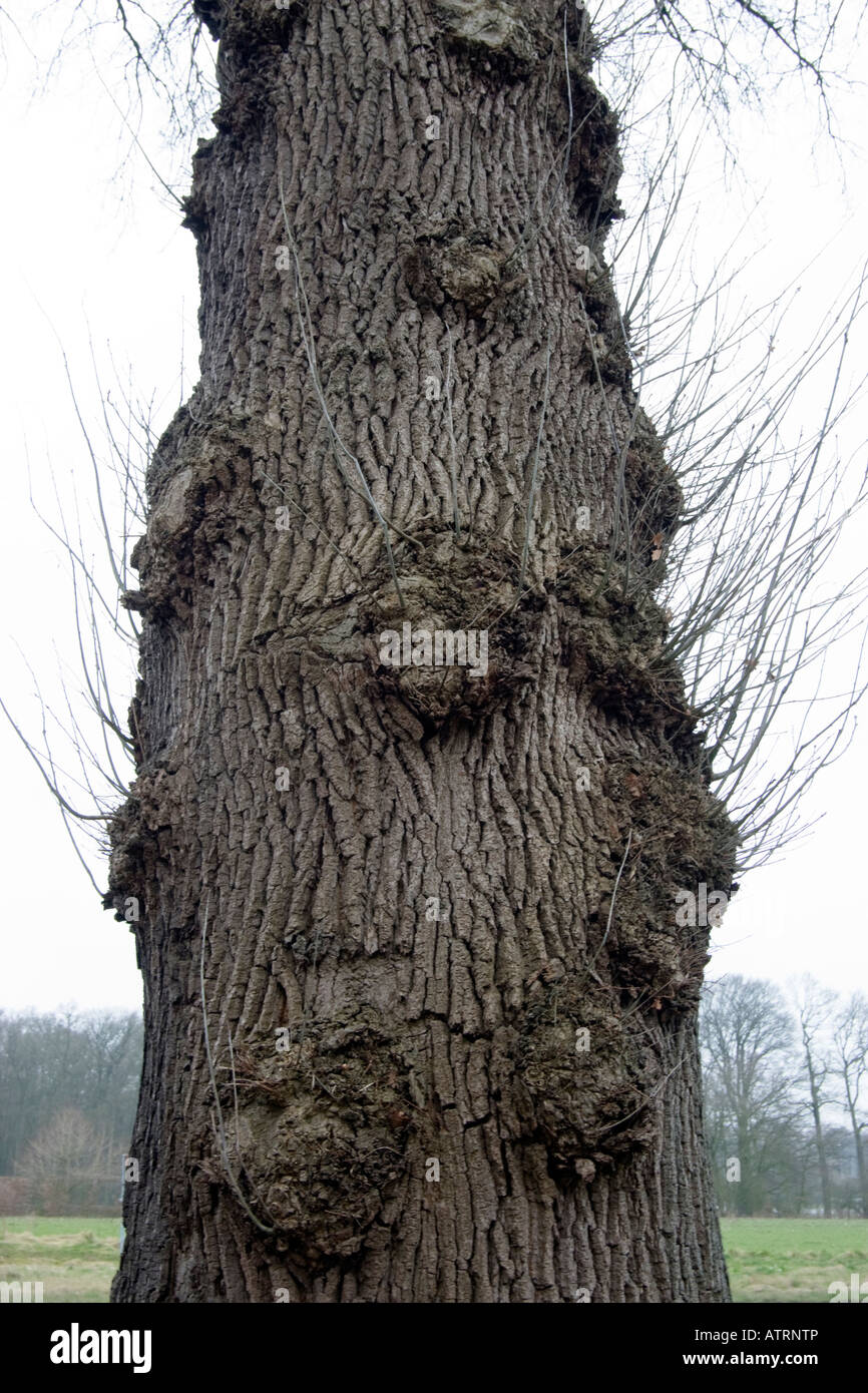 Der Stamm einer alten Eiche Quercus robur Stockfoto