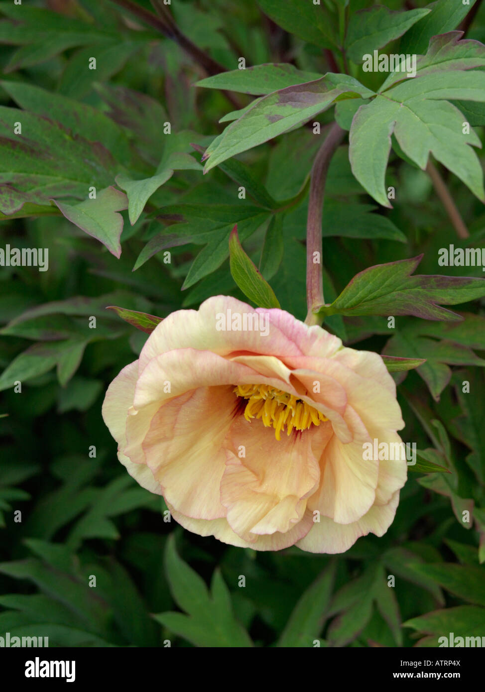 Gelbe Baum Pfingstrose (Paeonia lutea' Angelet') Stockfoto
