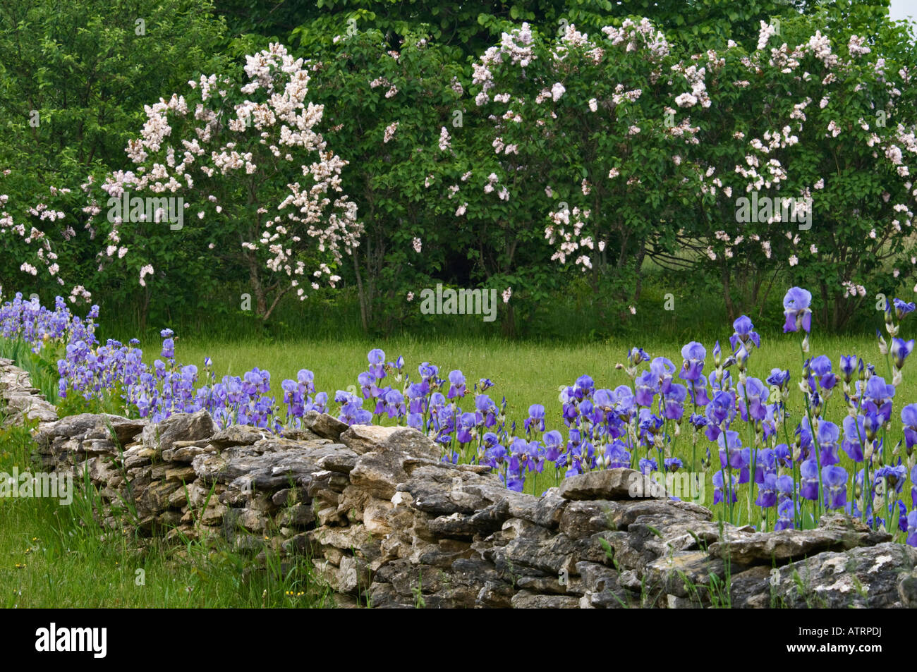 Trocknen Sie Steinmauer gesäumt von lila Iris Door County Wisconsin Stockfoto