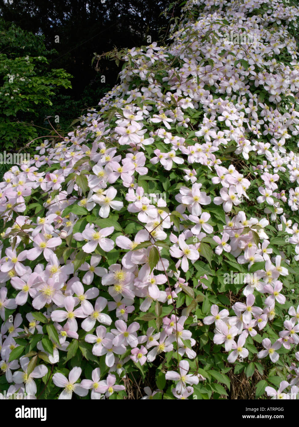 Pink anemone clematis clematis montana Fotos und Bildmaterial in