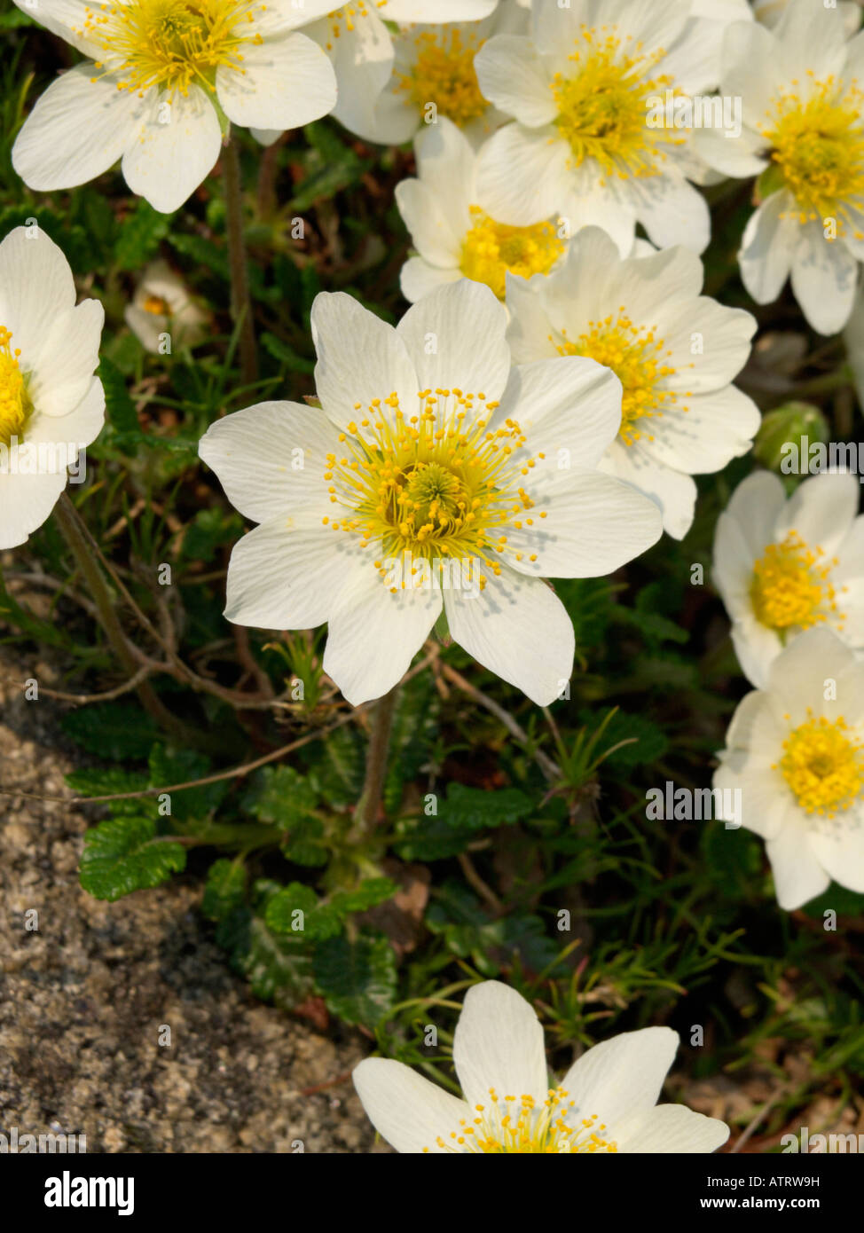 Berg avens (dryas octopetala) Stockfoto