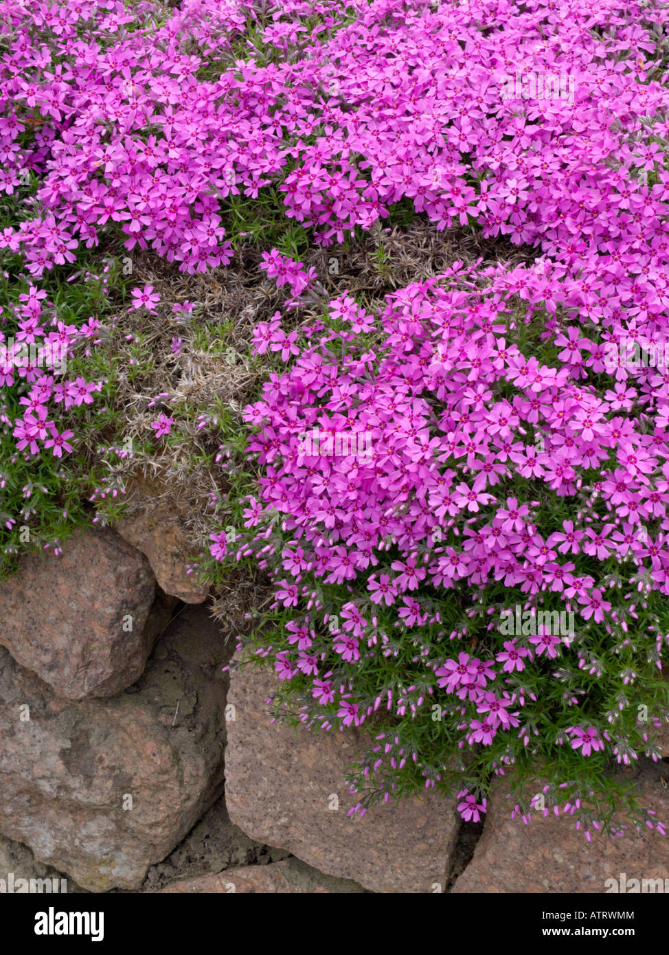 Moss Phlox (Phlox subulata) Stockfoto