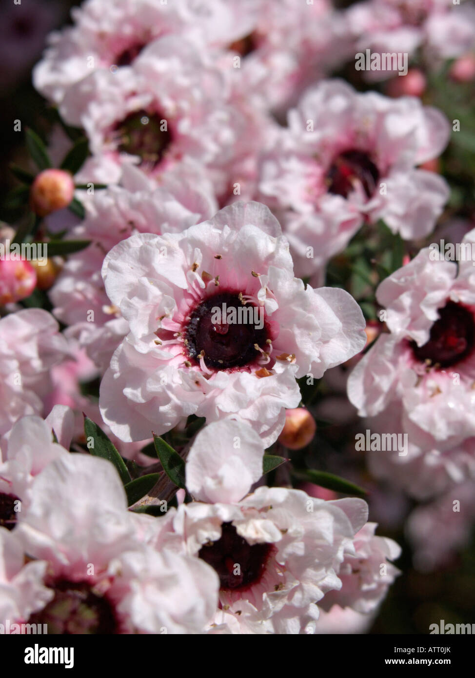 Neuseeland Tee (Leptospermum scoparium Album 'flore pleno') Stockfoto