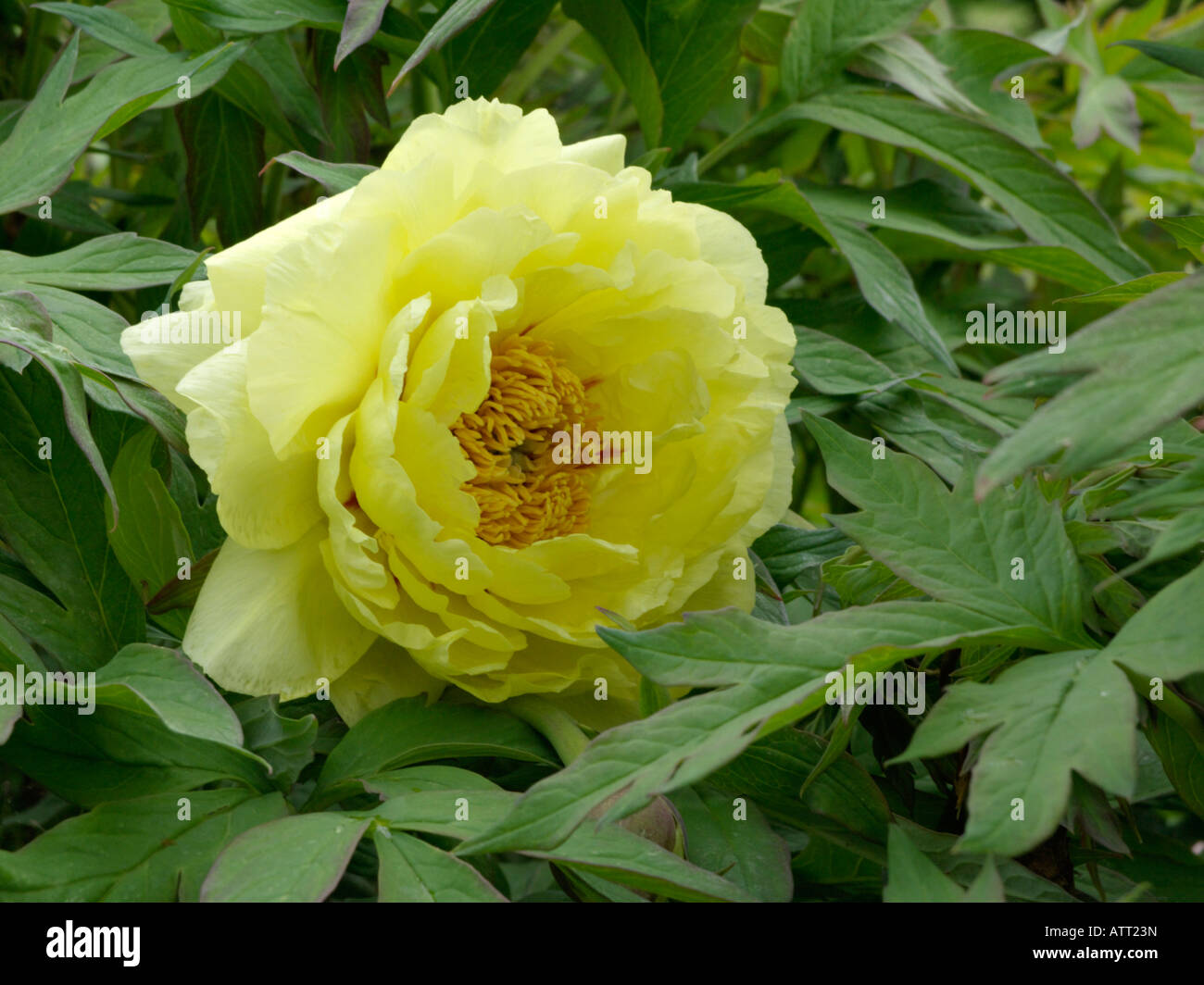 Baum Pfingstrose (Paeonia x lemoinei 'High Noon') Stockfoto