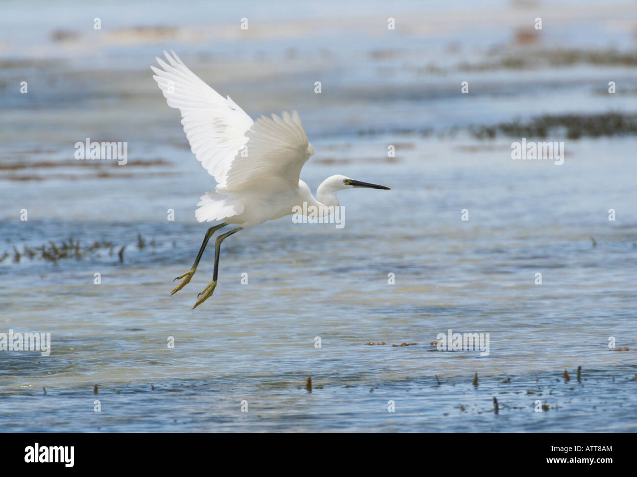 weiße Morph dimorphen Egret, Sansibar, Tansania, Ostafrika Stockfoto