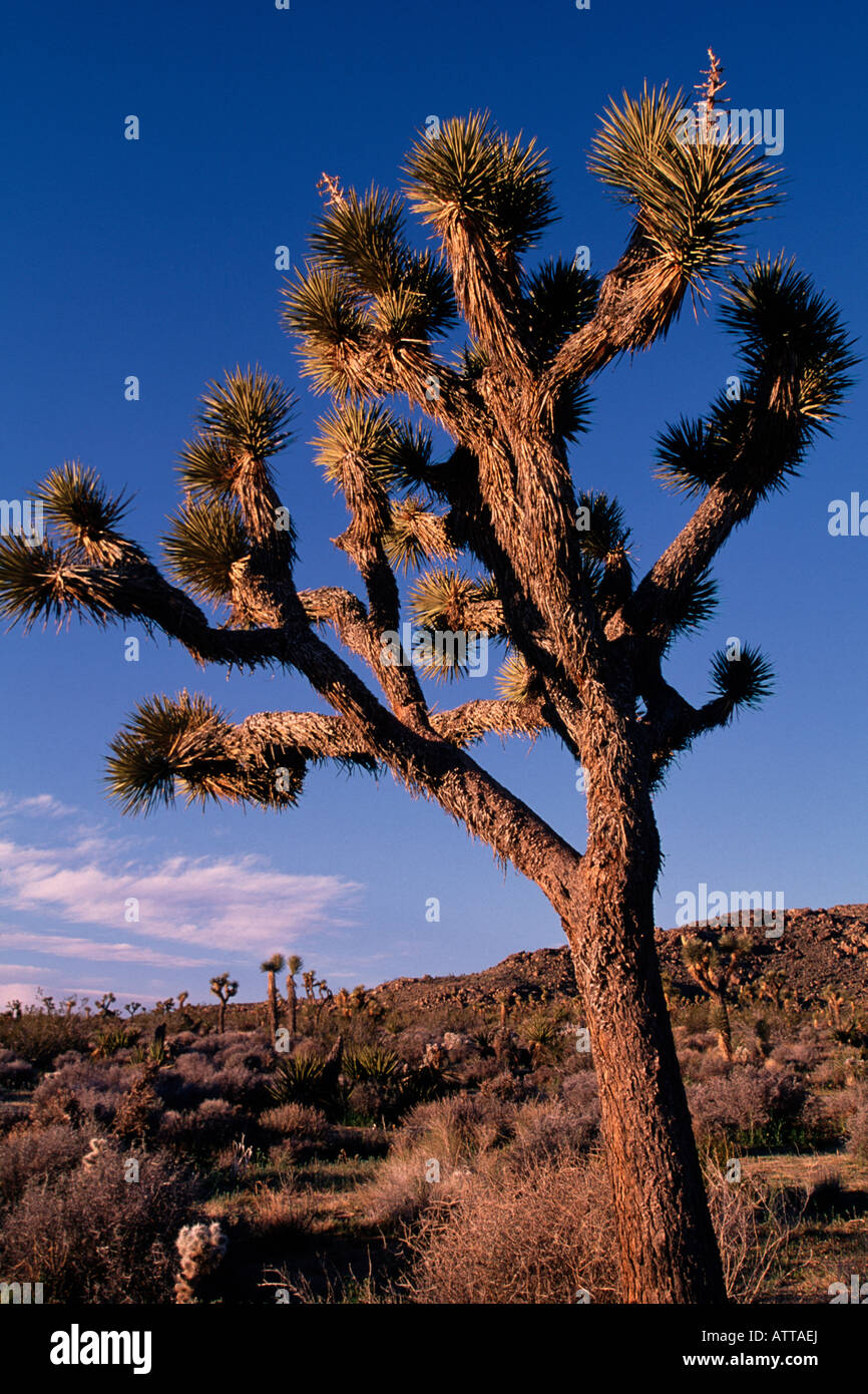 Joshua Tree (Yucca Brevifolia), Joshua Tree Nationalpark Stockfoto