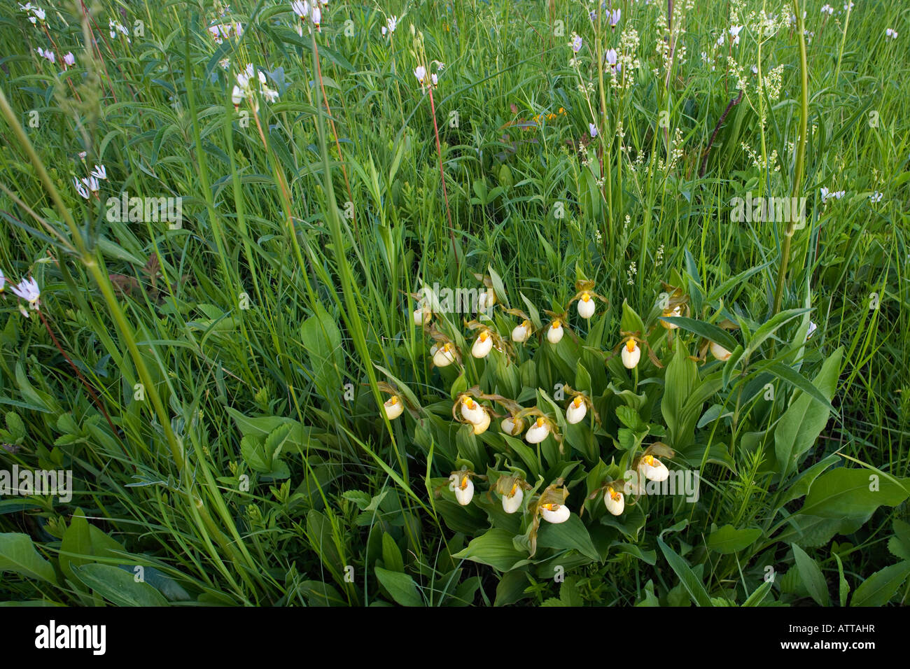 Cypripedium Zandrewsii, Hybrid aus kleinen weißen und gelben Frauenschuh (Hybrid von C. Candidum und C. Calceolus) Stockfoto
