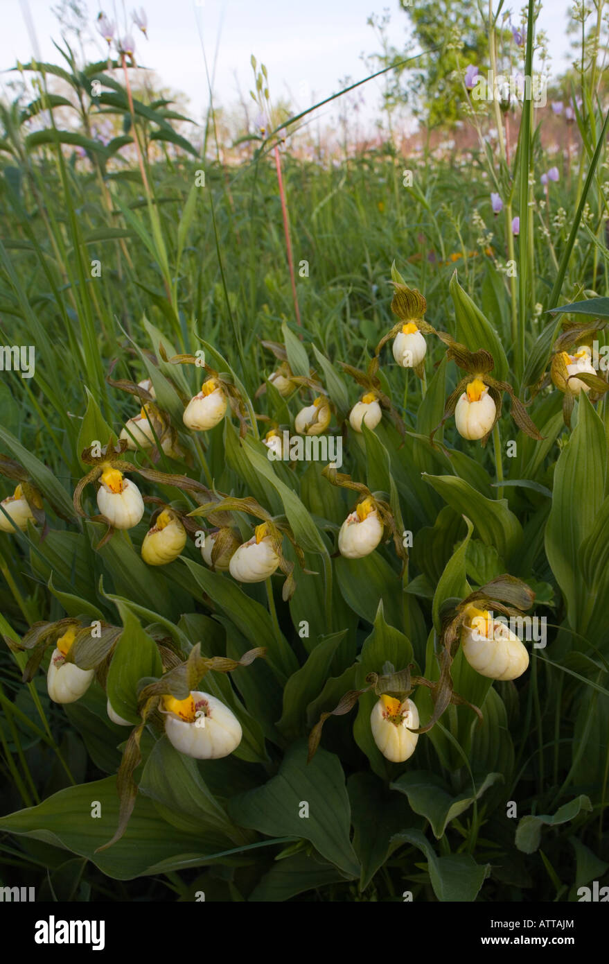 Cypripedium Zandrewsii, Hybrid aus kleinen weißen und gelben Frauenschuh (Hybrid von C. Candidum und C. Calceolus) Stockfoto