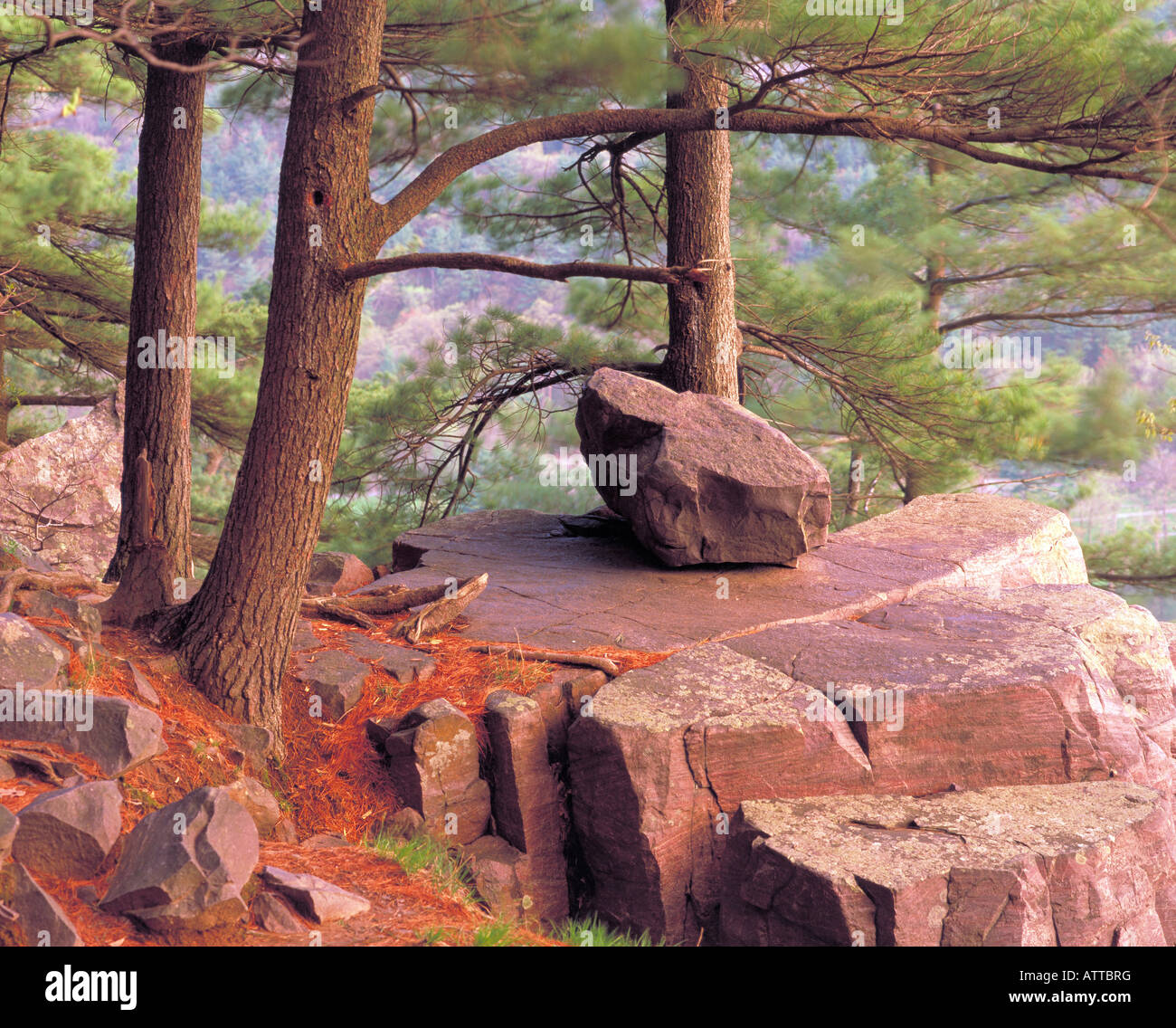 weiße Kiefer Bäume auf felsigen Hang; alten Waldbestands, Osten zu bluffen, Devil es Lake State Park, Wisconsin Stockfoto