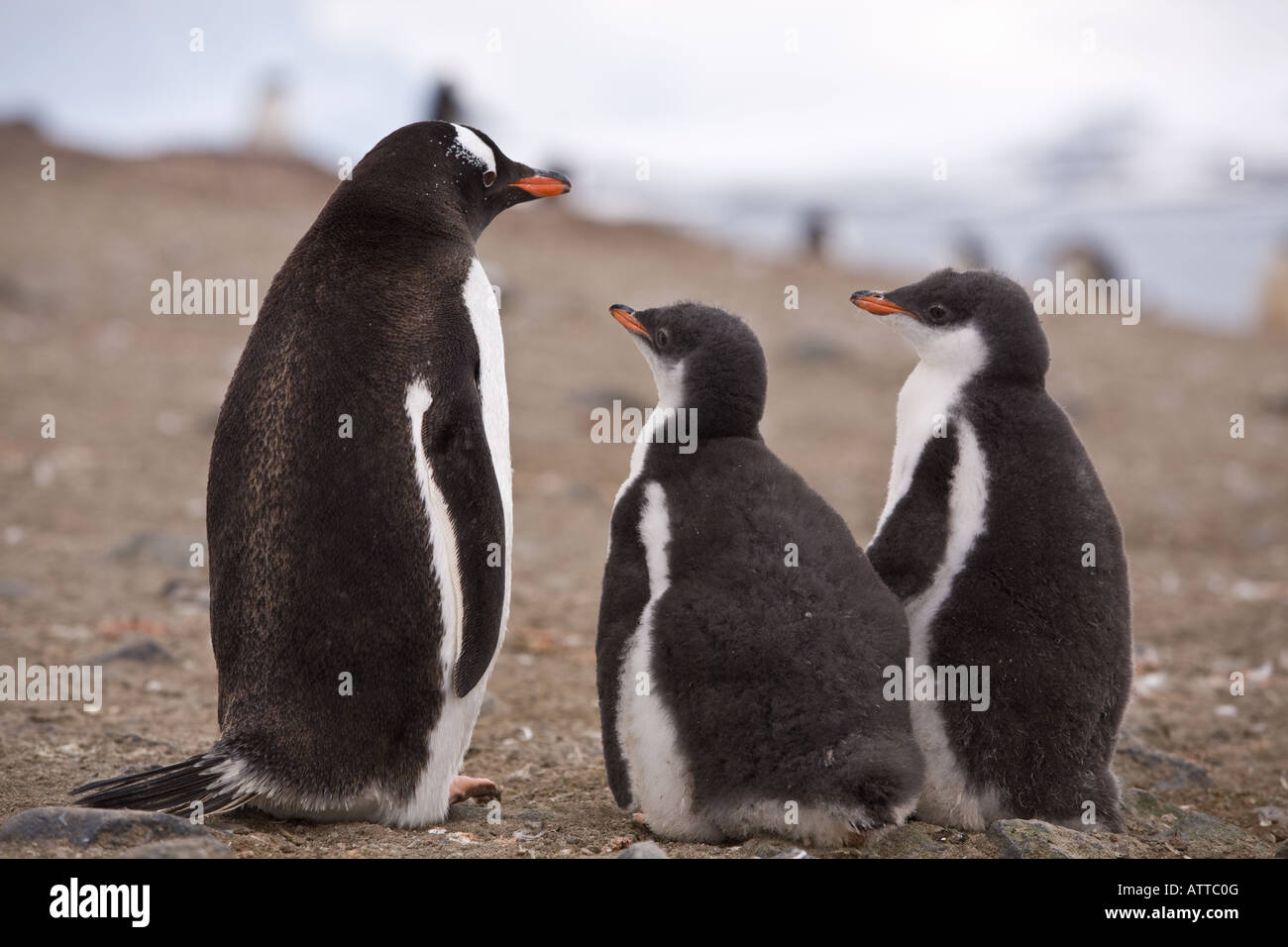 Gentoo Penguin beobachten junge Küken im Nest auf Barrientos Insel Antarktis, Eisberge im Hintergrund Stockfoto