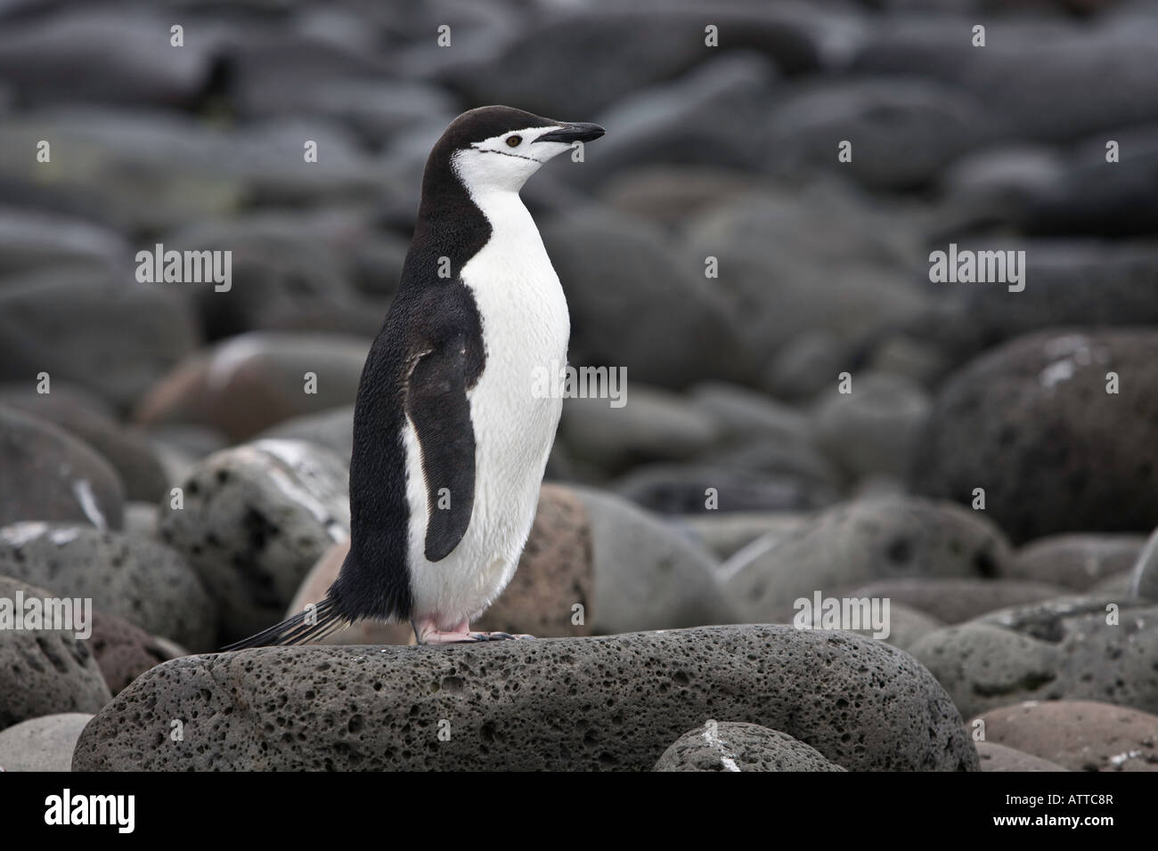 Kinnriemen Pinguin stehen auf Felsen auf Penguin Island in der Antarktis Stockfoto