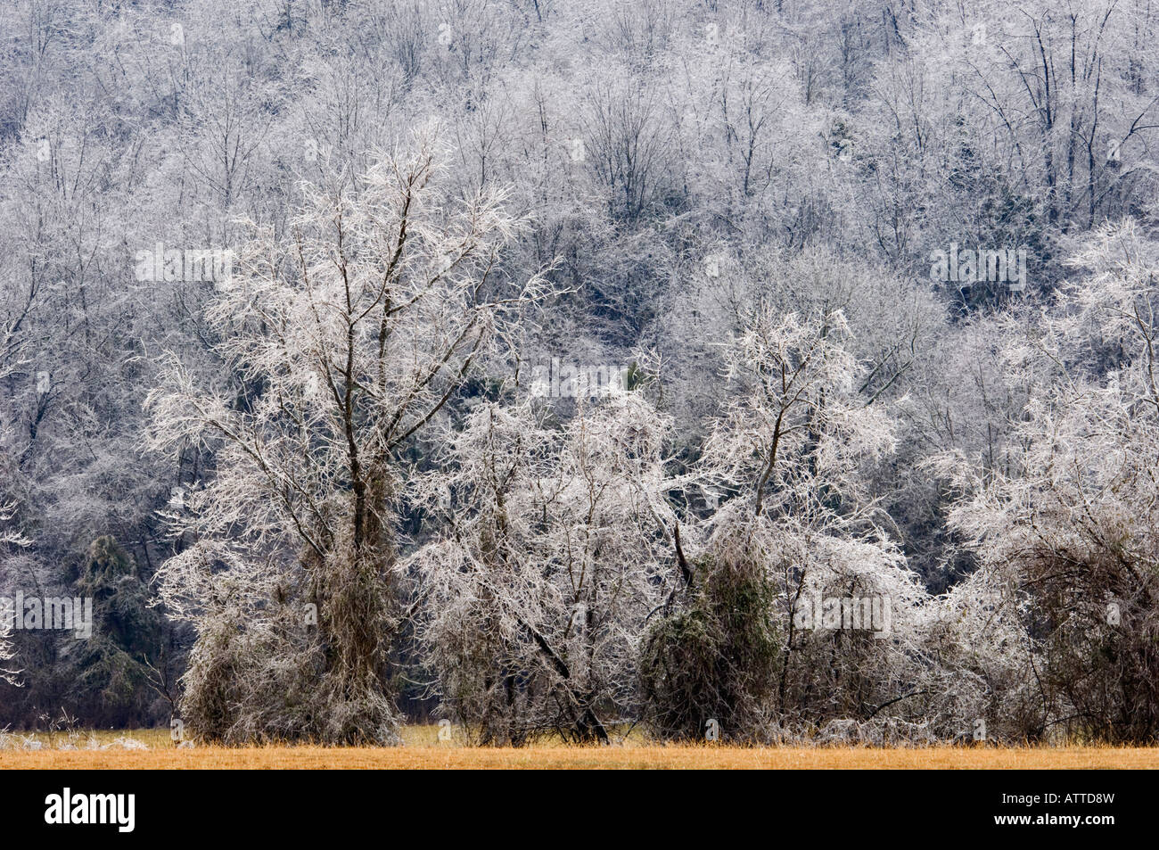 Eis für Bäume nach Eissturm Oldham County Kentucky Stockfoto