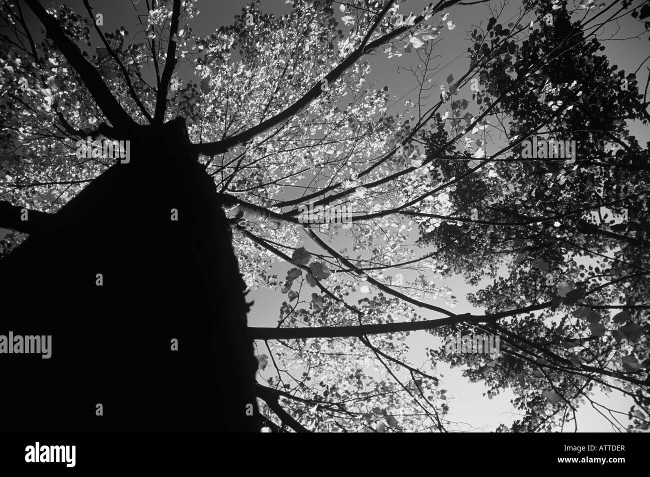 RUMPF UND KABINENHAUBE Stockfoto